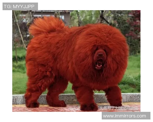 足球明星们的宠物名字大揭秘你知道他们的爱宠都叫啥吗